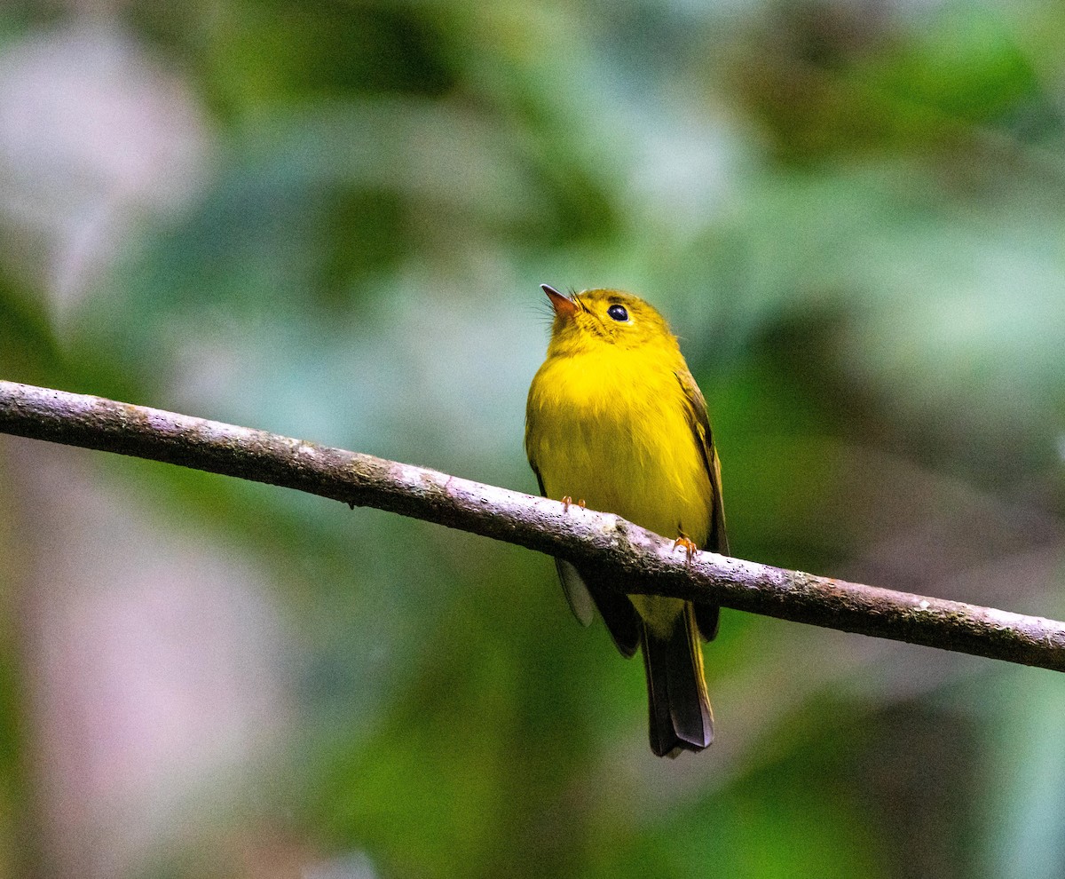 Citrine Canary-Flycatcher - ML389667611