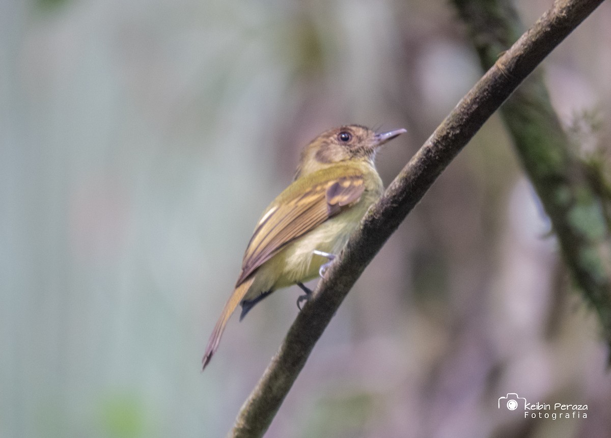 Sepia-capped Flycatcher - ML389668381