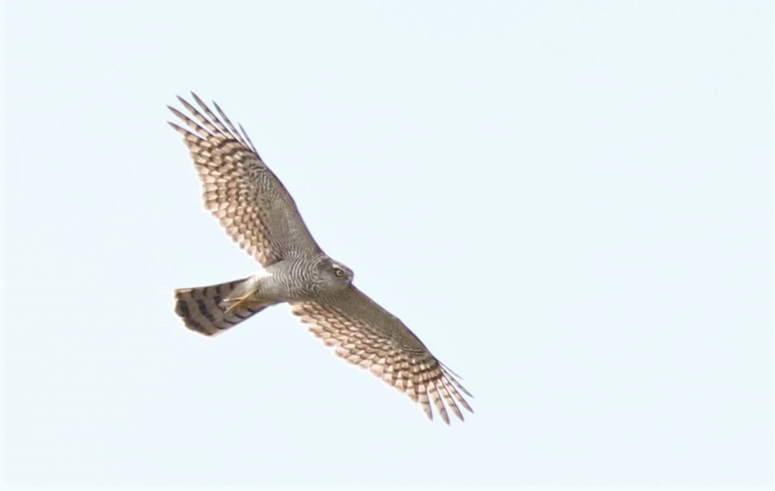 Eurasian Sparrowhawk - ML389668631