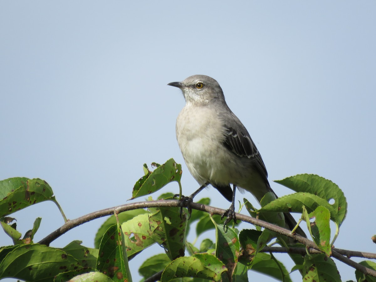 Northern Mockingbird - ML389672311