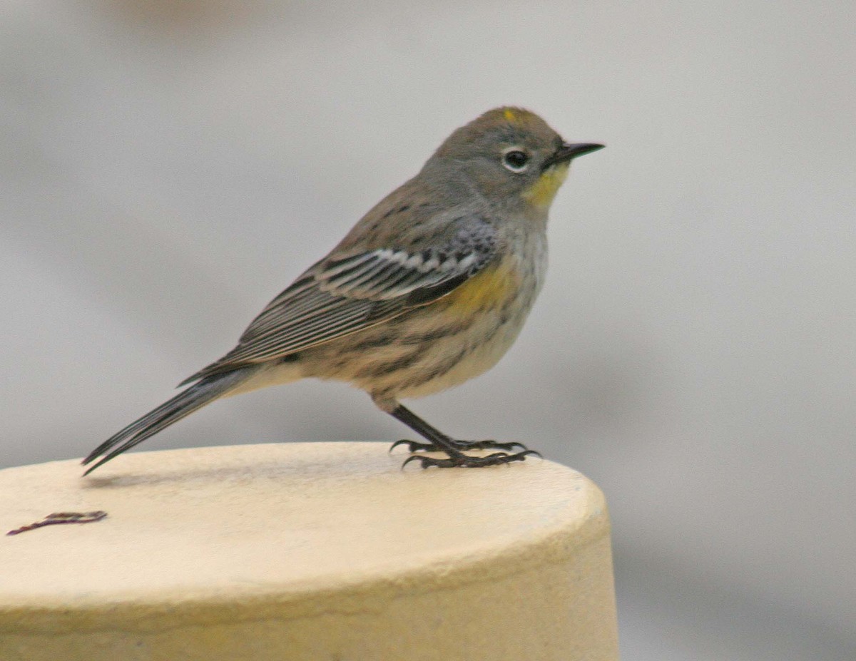 Yellow-rumped Warbler - ML389672621