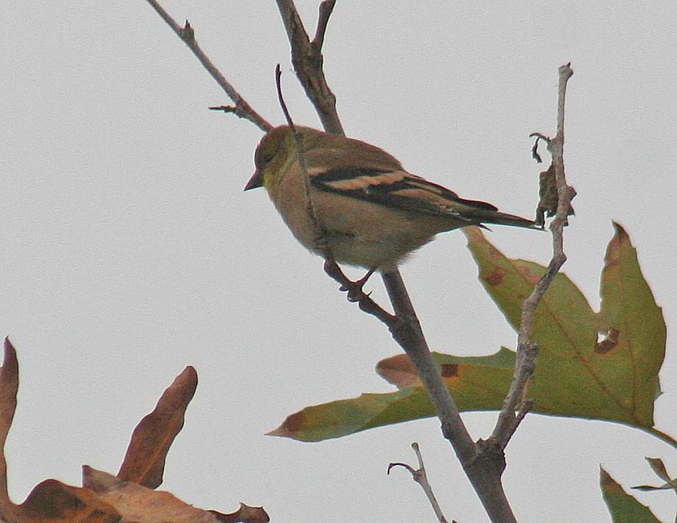 American Goldfinch - ML389672781