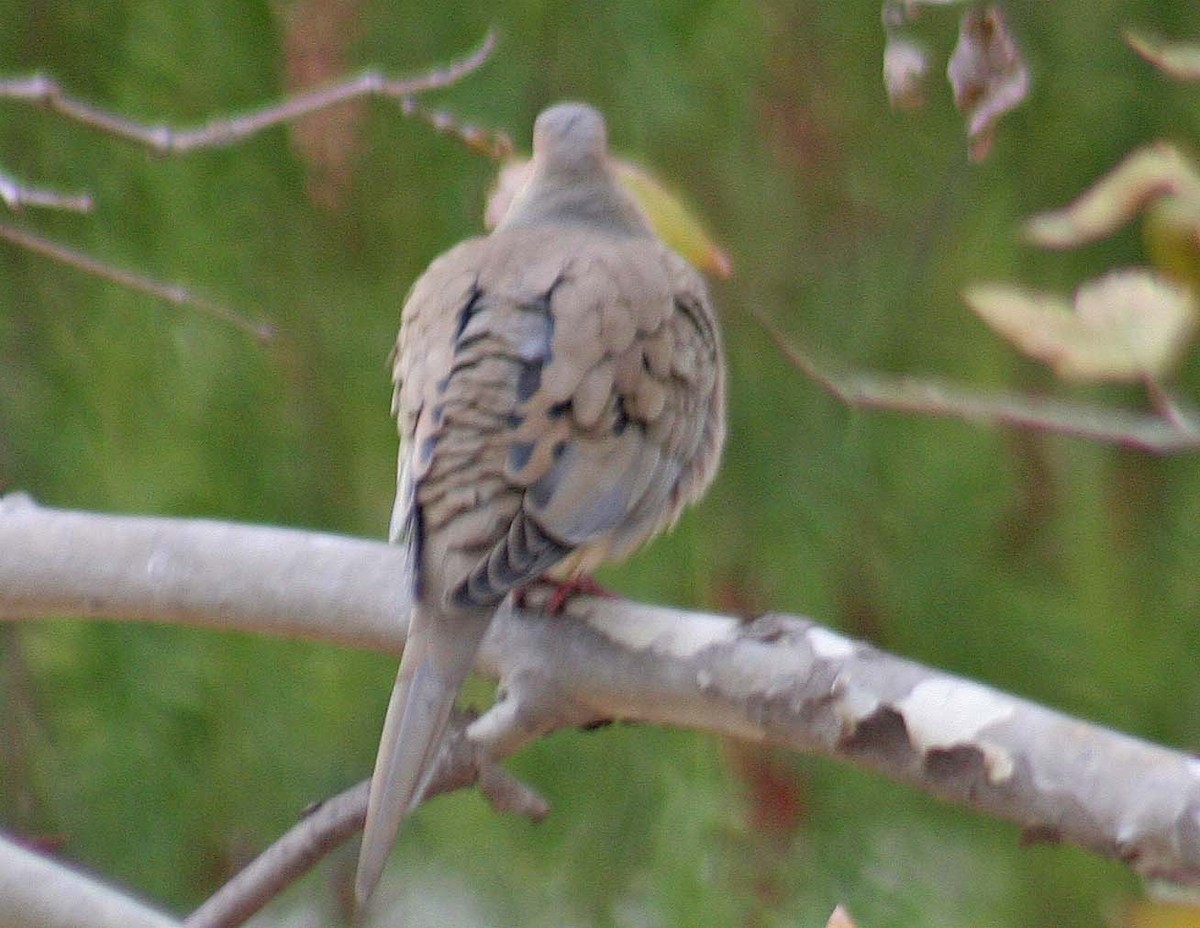 Mourning Dove - john fitch