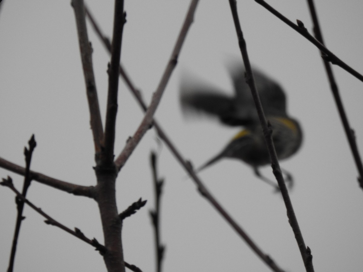 Yellow-rumped Warbler - Cameron  Montgomery