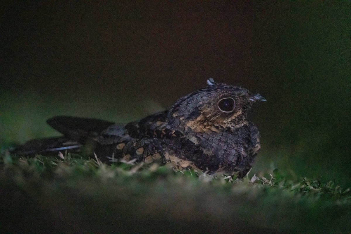 Philippine Nightjar - ML389674501