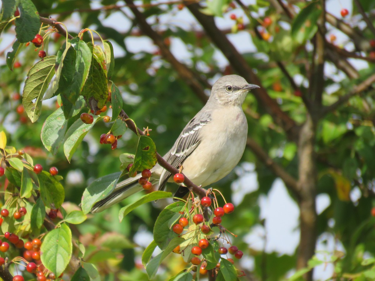 Northern Mockingbird - ML389677311