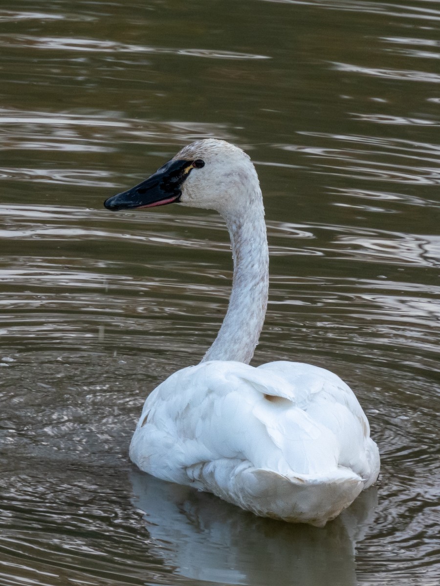 Tundra Swan - Laura  E