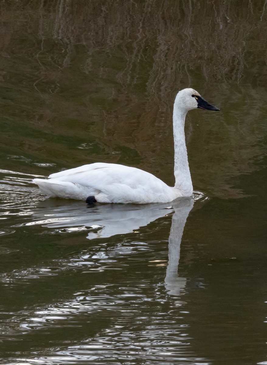 Cygne siffleur - ML389678481