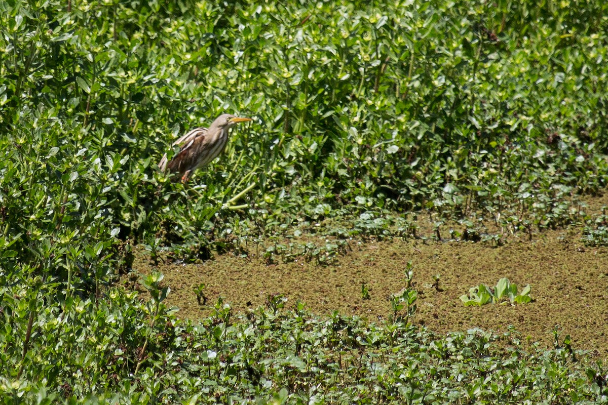 Stripe-backed Bittern - Lucas Ignacio Paloni