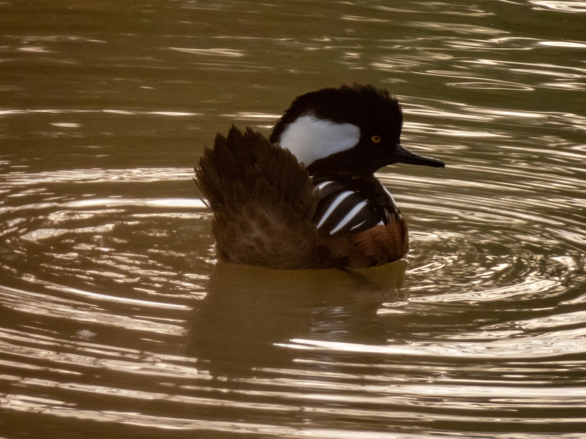 Hooded Merganser - Laura  E