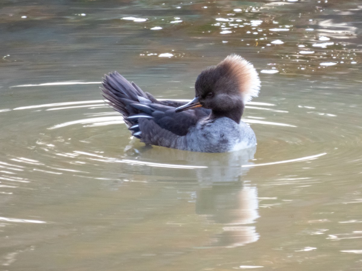 Hooded Merganser - Laura  E