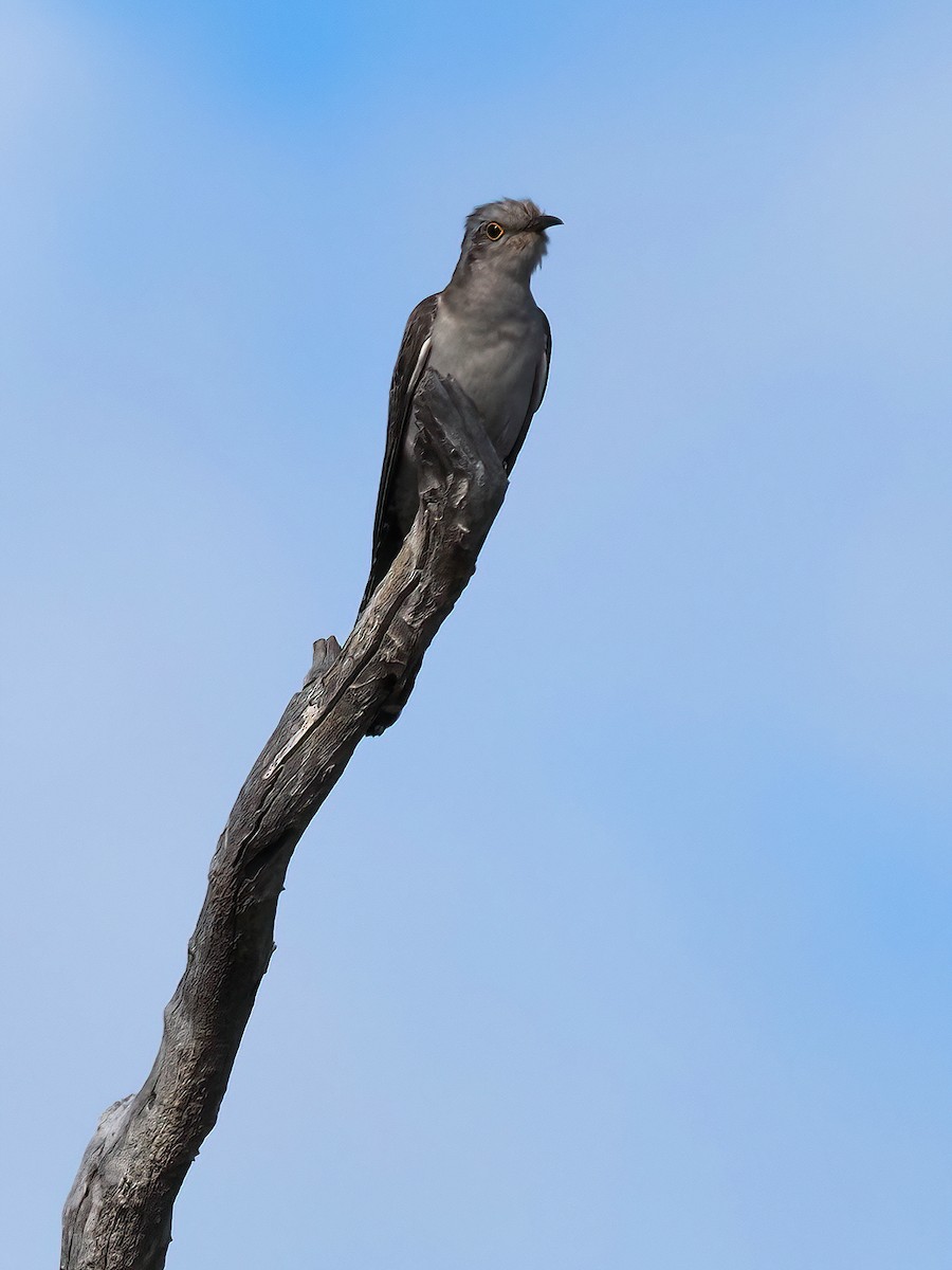 Pallid Cuckoo - ML389682261