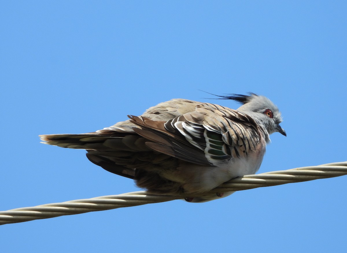 Crested Pigeon - ML389688181