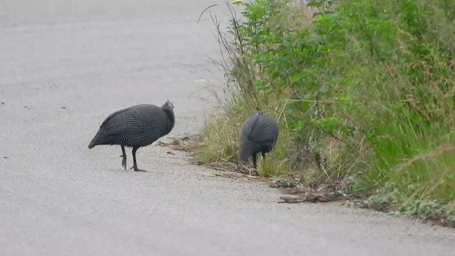 Helmeted Guineafowl - ML389690431