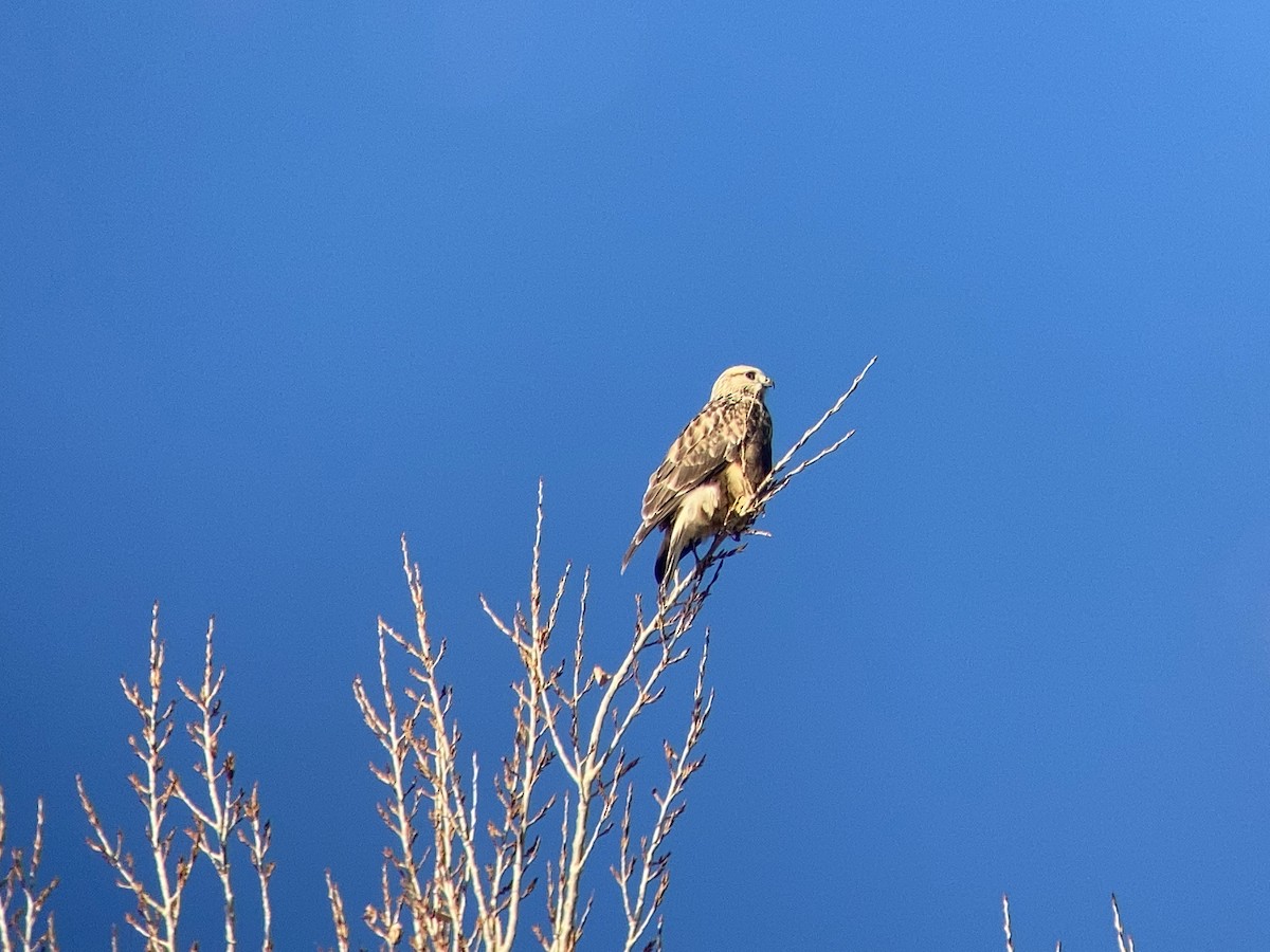 Rough-legged Hawk - ML389691041