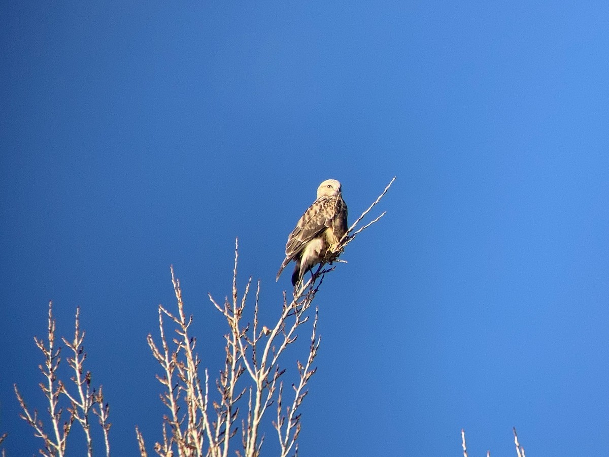 Rough-legged Hawk - ML389691051