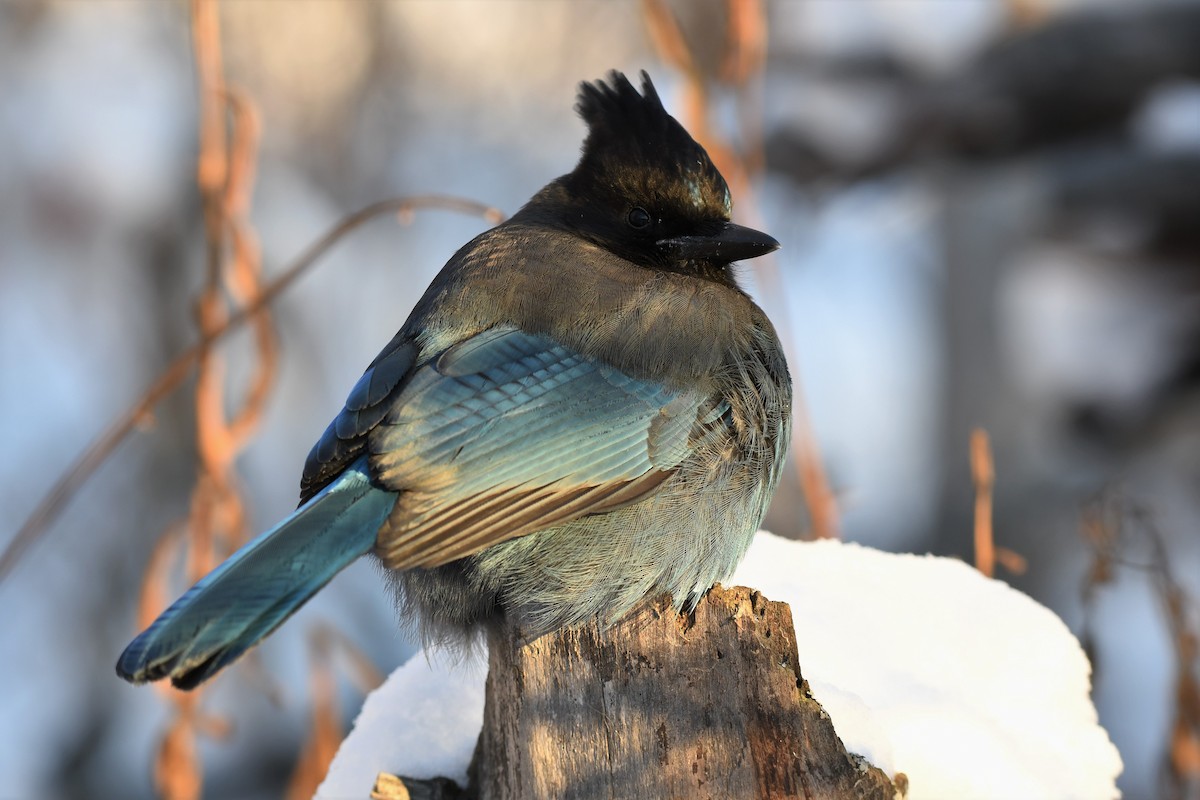 Steller's Jay - ML389691391