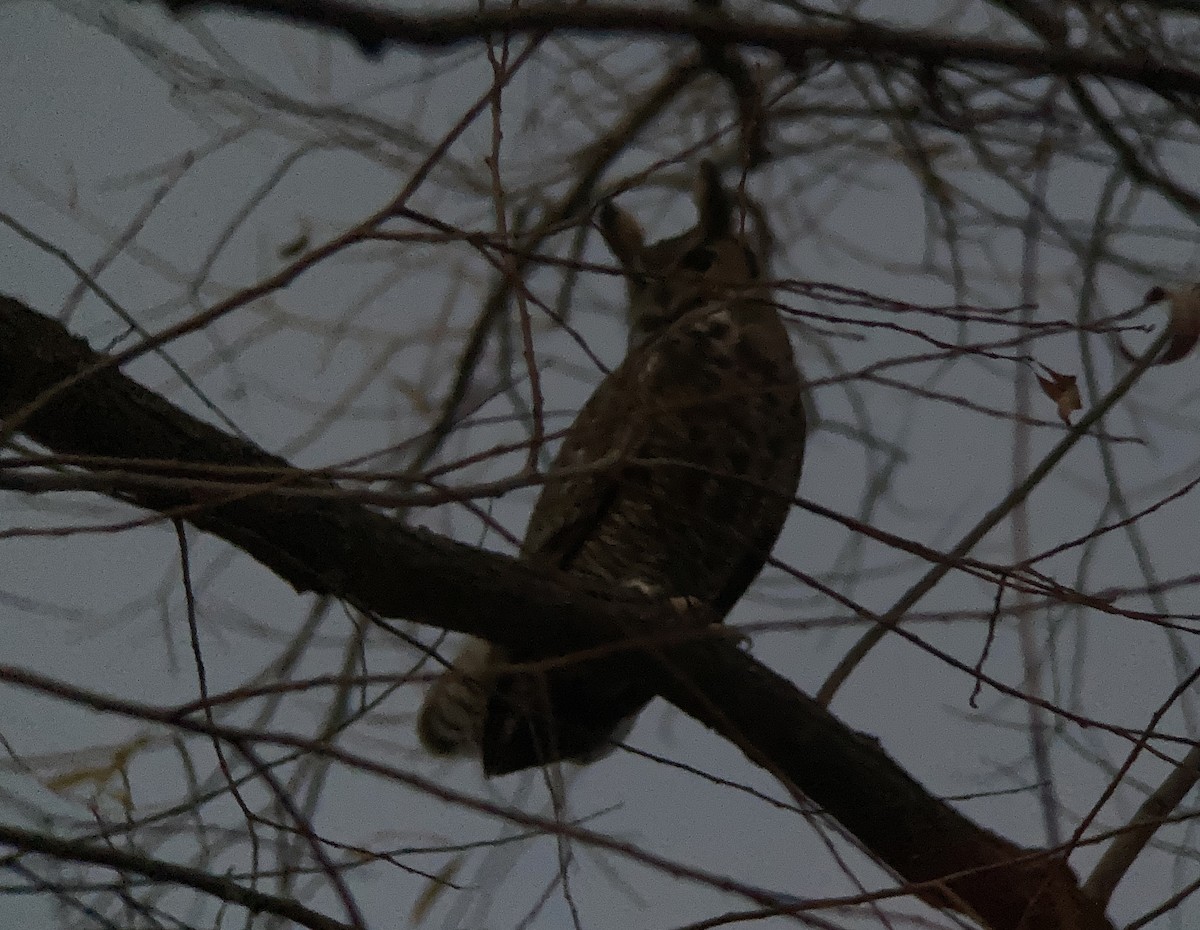 Great Horned Owl - ML389691401
