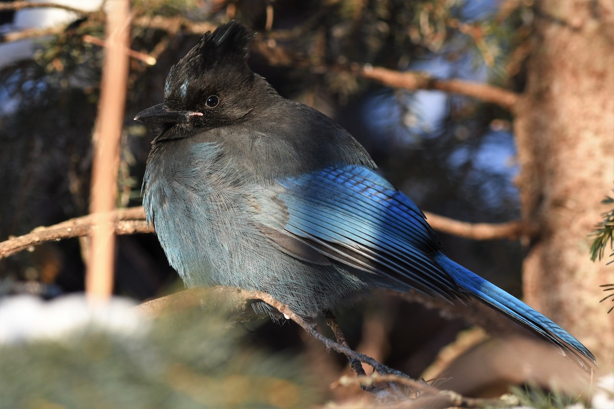 Steller's Jay - ML389691591