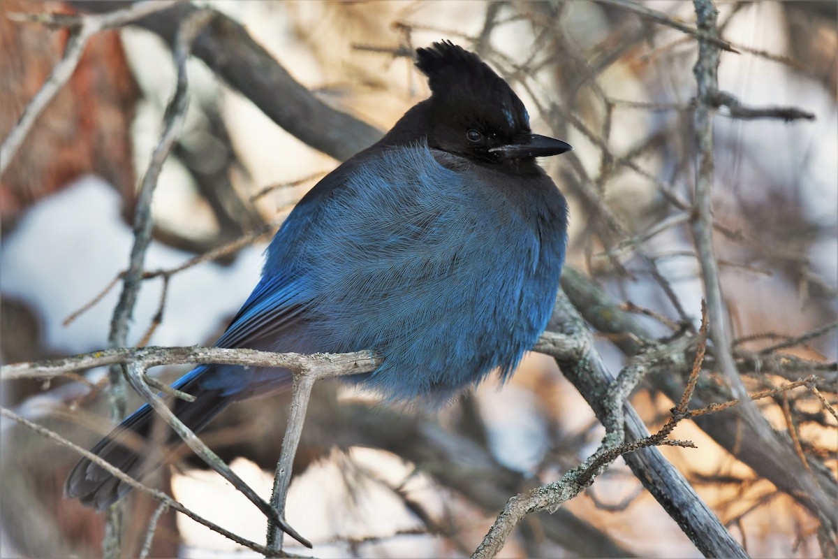 Steller's Jay - ML389691851