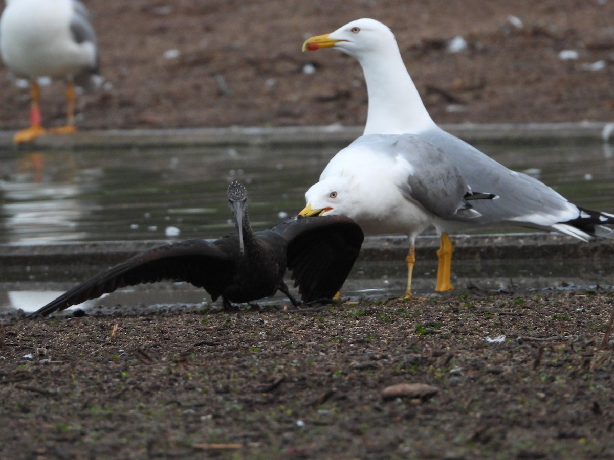 Yellow-legged Gull - Itay Berger