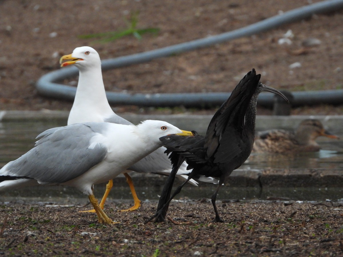 Yellow-legged Gull - Itay Berger