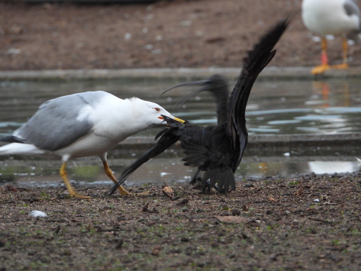 Yellow-legged Gull - Itay Berger