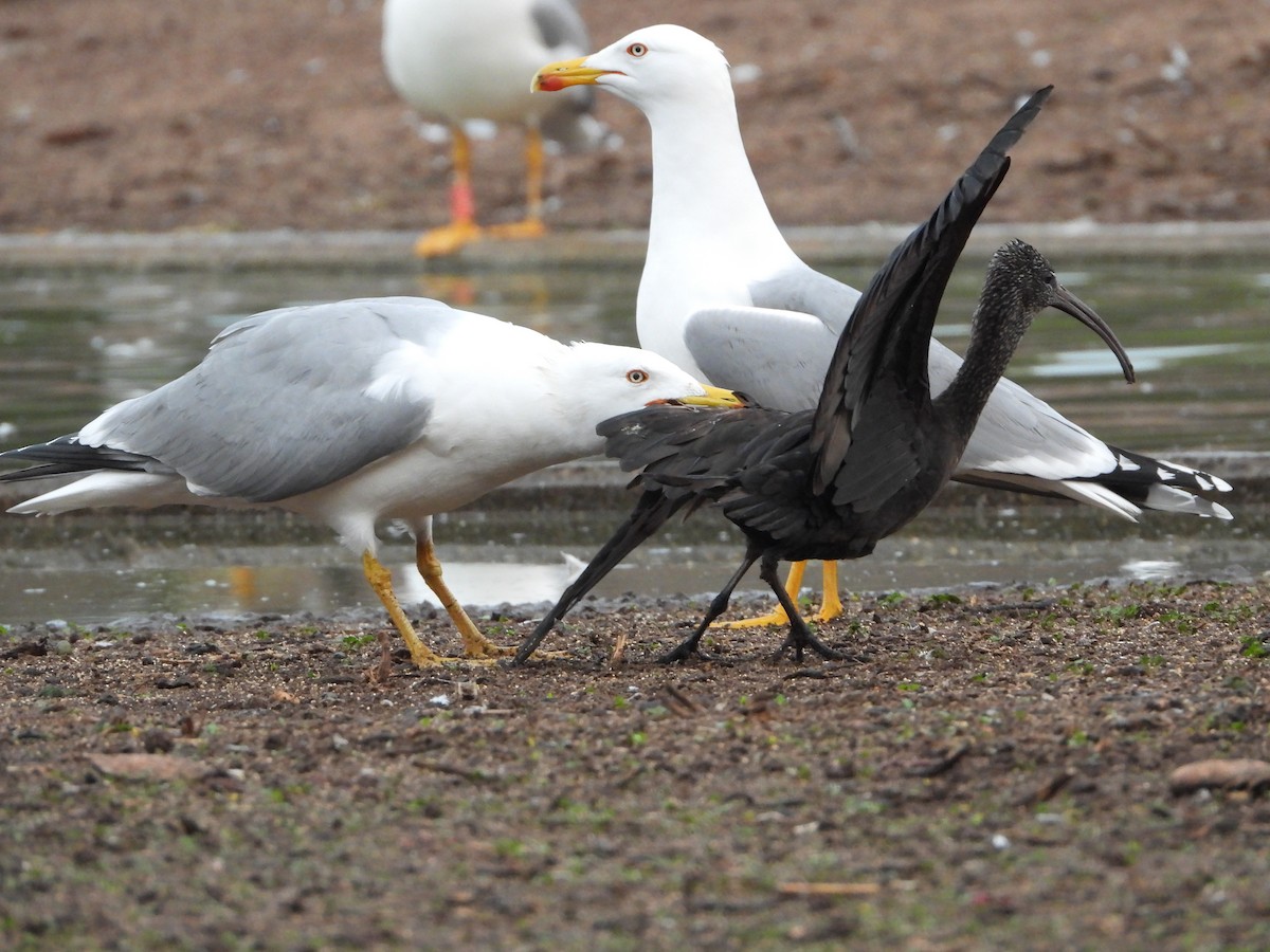Yellow-legged Gull - Itay Berger