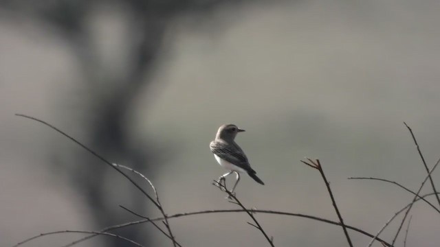 Pied Wheatear - ML389693181