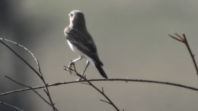 Pied Wheatear - ML389693301