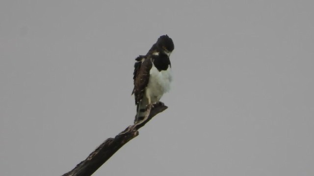 Black-chested Snake-Eagle - ML389693611