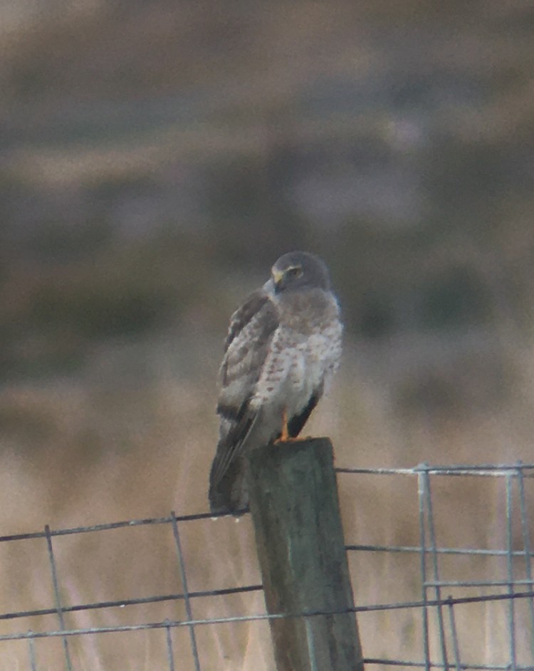 Northern Harrier - ML389695481