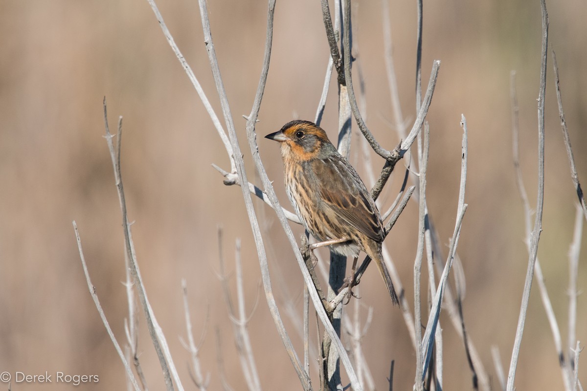Saltmarsh Sparrow - Derek Rogers