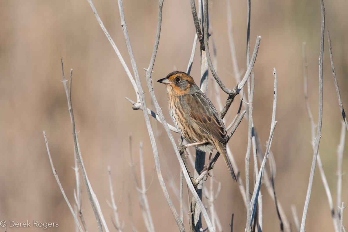 Saltmarsh Sparrow - ML38969681