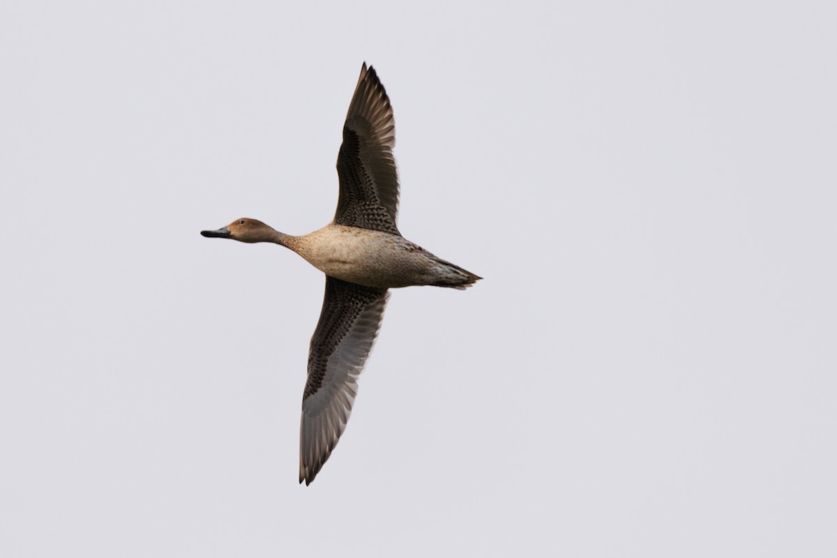 Northern Pintail - ML389698871