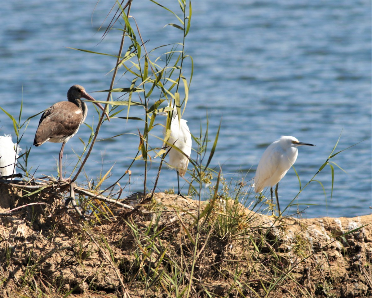 Snowy Egret - ML389699891