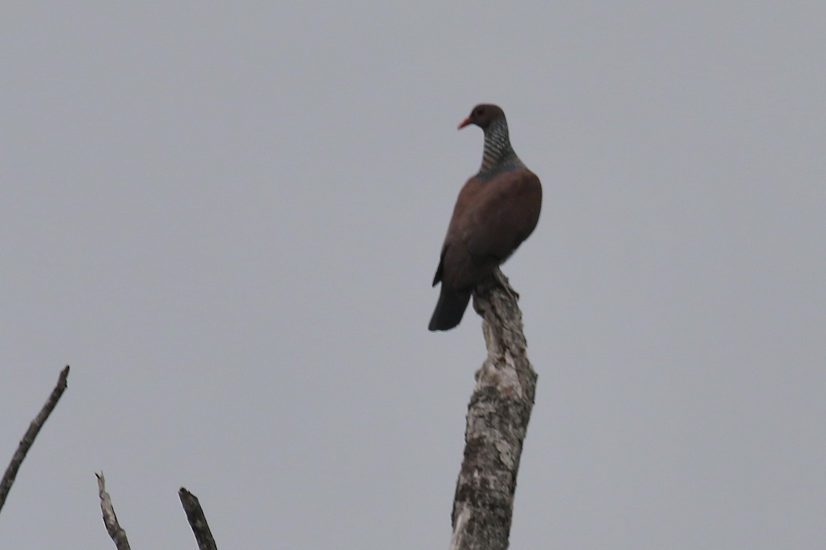 Scaled Pigeon - ML389703121