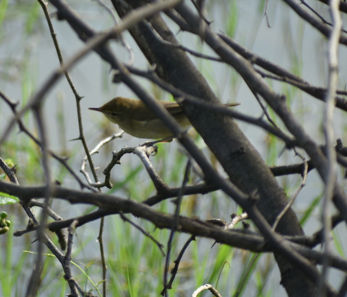 Blyth's Reed Warbler - ML389703451