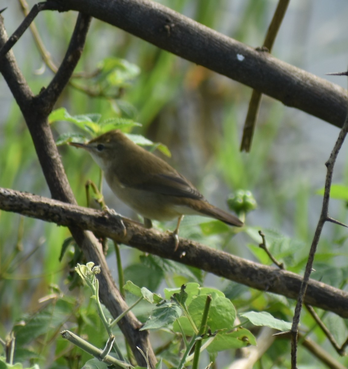 Blyth's Reed Warbler - ML389703771