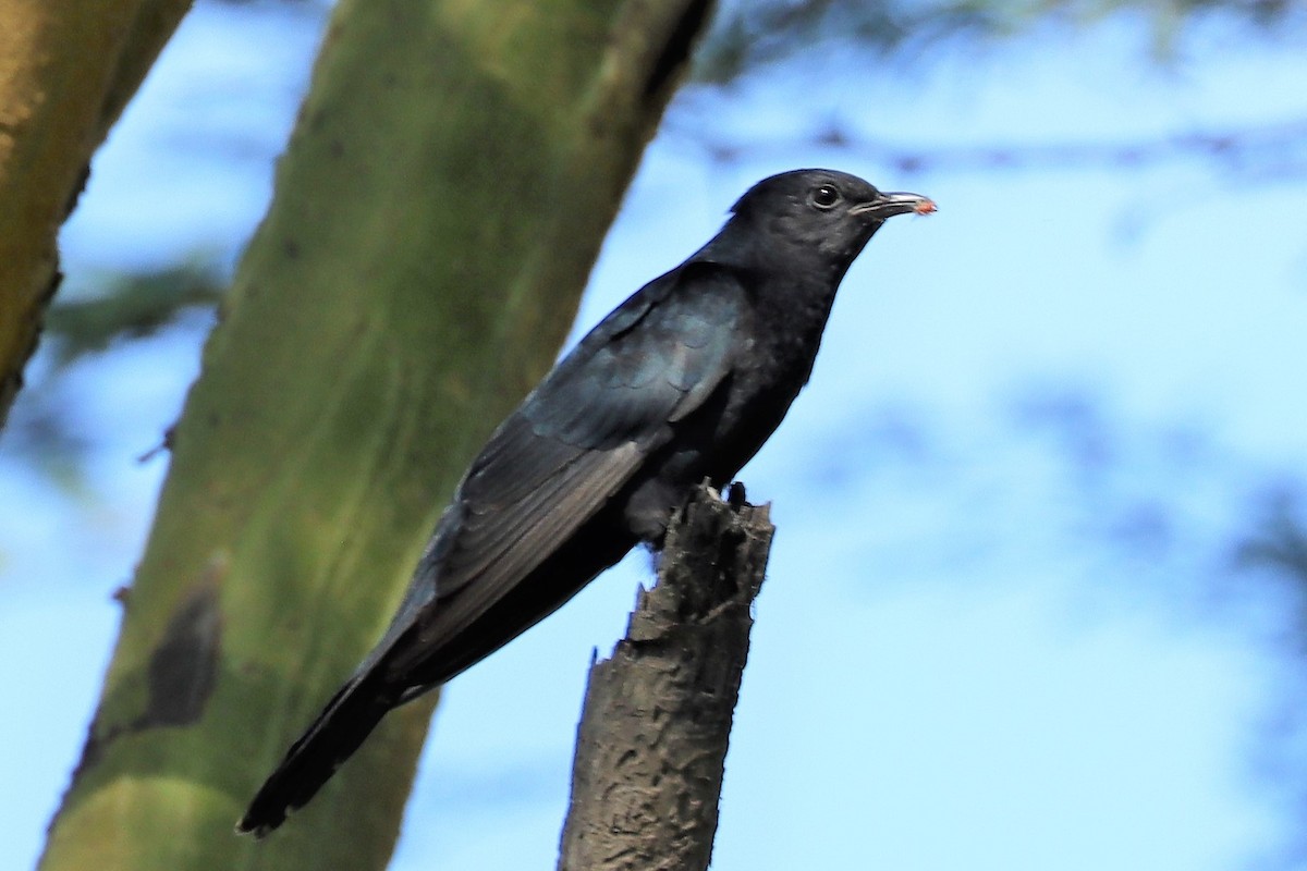 Black Cuckoo - ML389704221
