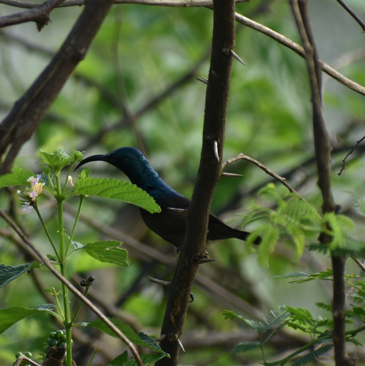 Loten's Sunbird - Ravisankar Swaminathan