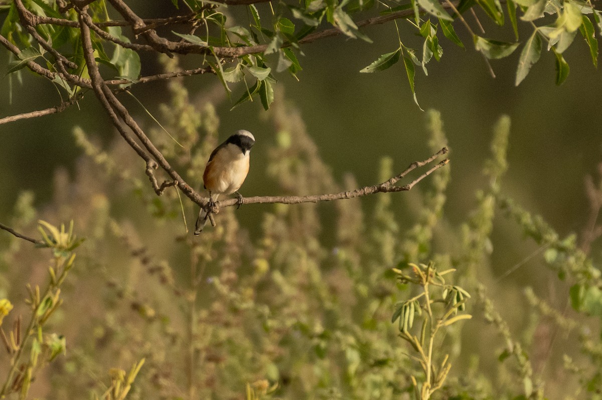 Bay-backed Shrike - ML389704601