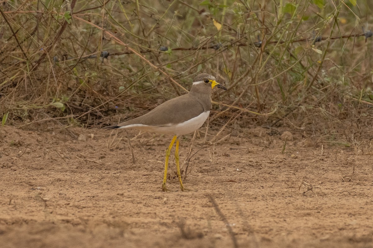 Yellow-wattled Lapwing - ML389704671