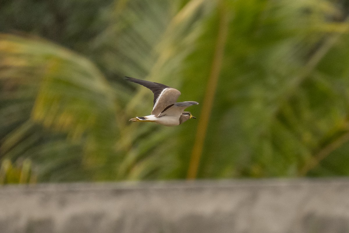 Yellow-wattled Lapwing - ML389704691