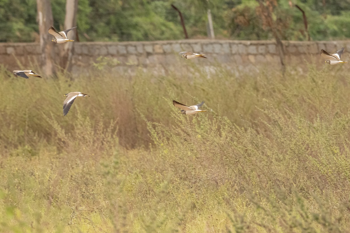 Yellow-wattled Lapwing - ML389704731