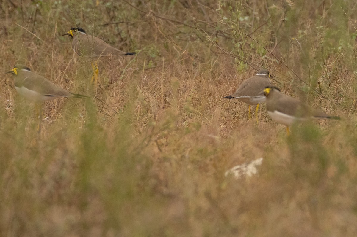 Yellow-wattled Lapwing - ML389704761