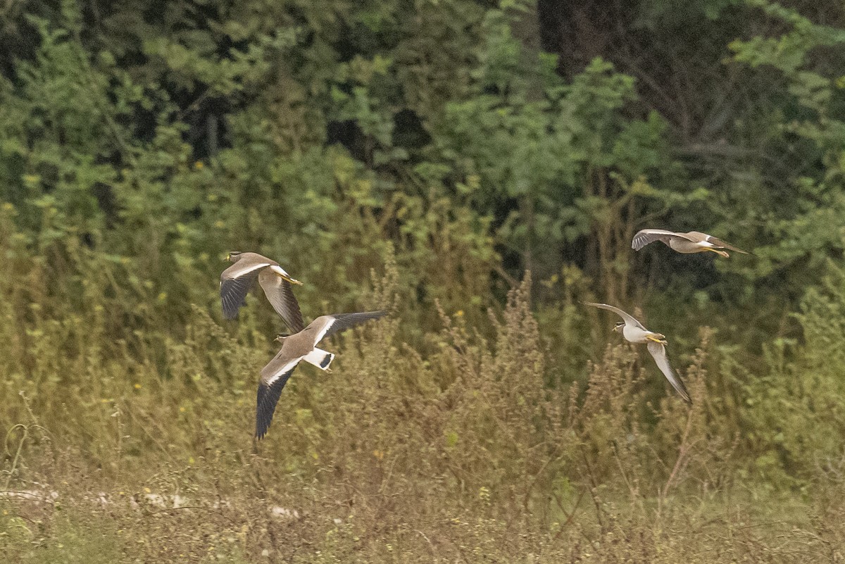 Yellow-wattled Lapwing - ML389704831