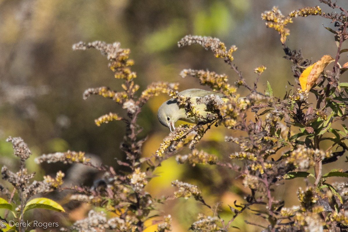 Orange-crowned Warbler - Derek Rogers