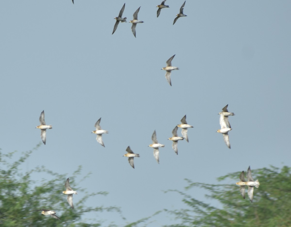 Pacific Golden-Plover - Ravisankar Swaminathan