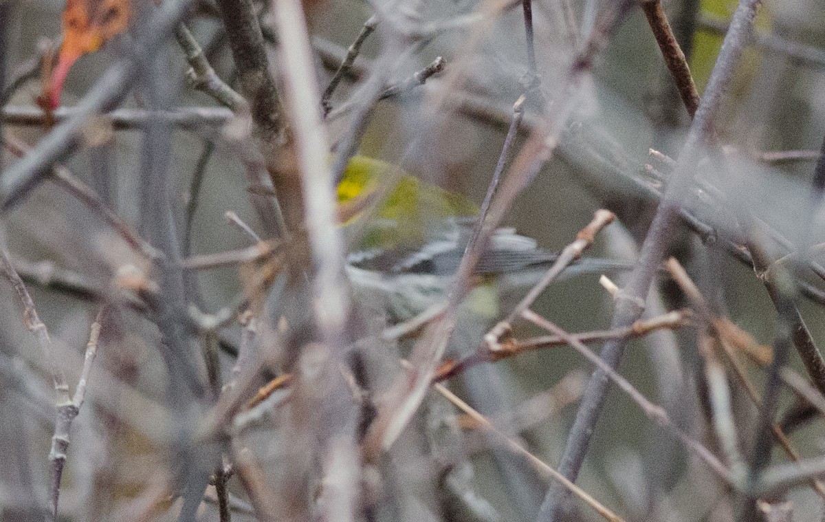 Black-throated Green Warbler - ML38970721